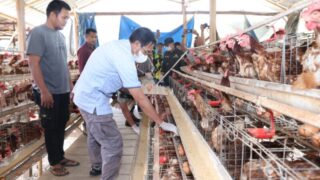Kunjungi Desa Tembe, Pj Bupati Edy Suharmanto Pantau Peternak Telur Ayam